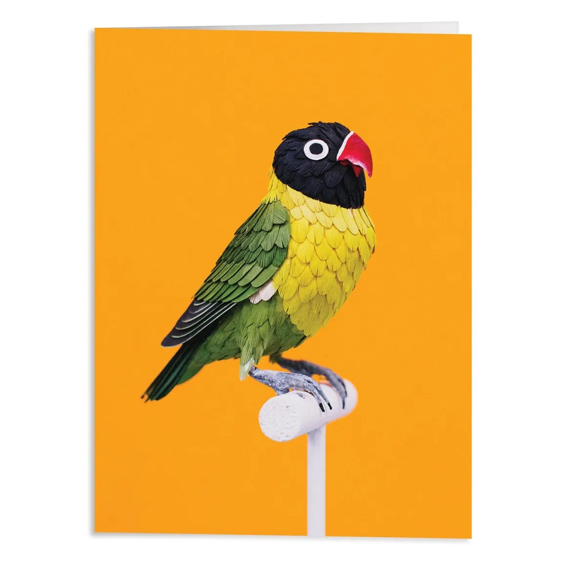 Birds of the World Greeting Assortment Notecard Set