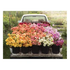 Floret Farm's Cut Flower Garden Double-Sided 500 Piece Jigsaw Puzzle