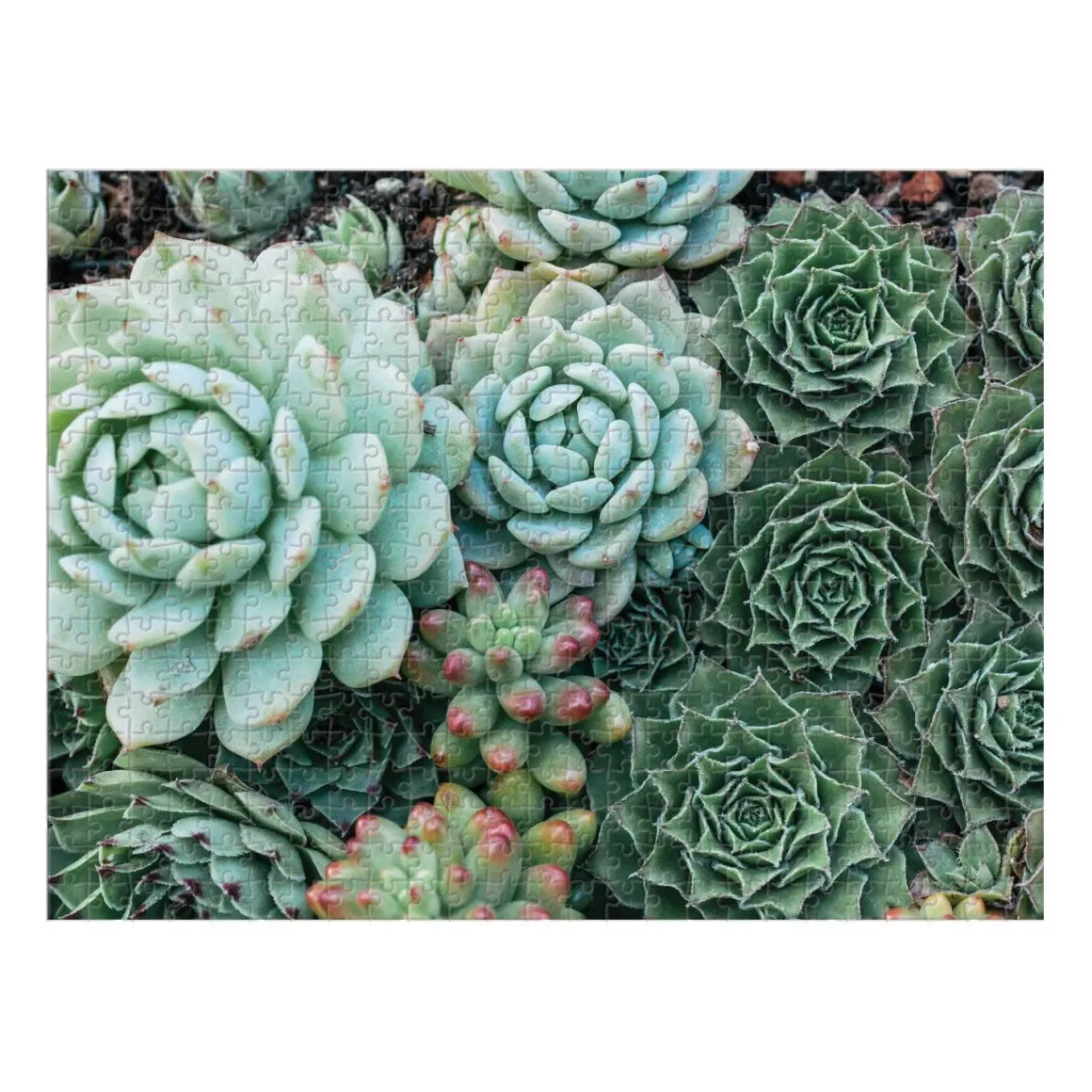 Succulent Garden Double-Sided 500 Piece Jigsaw Puzzle