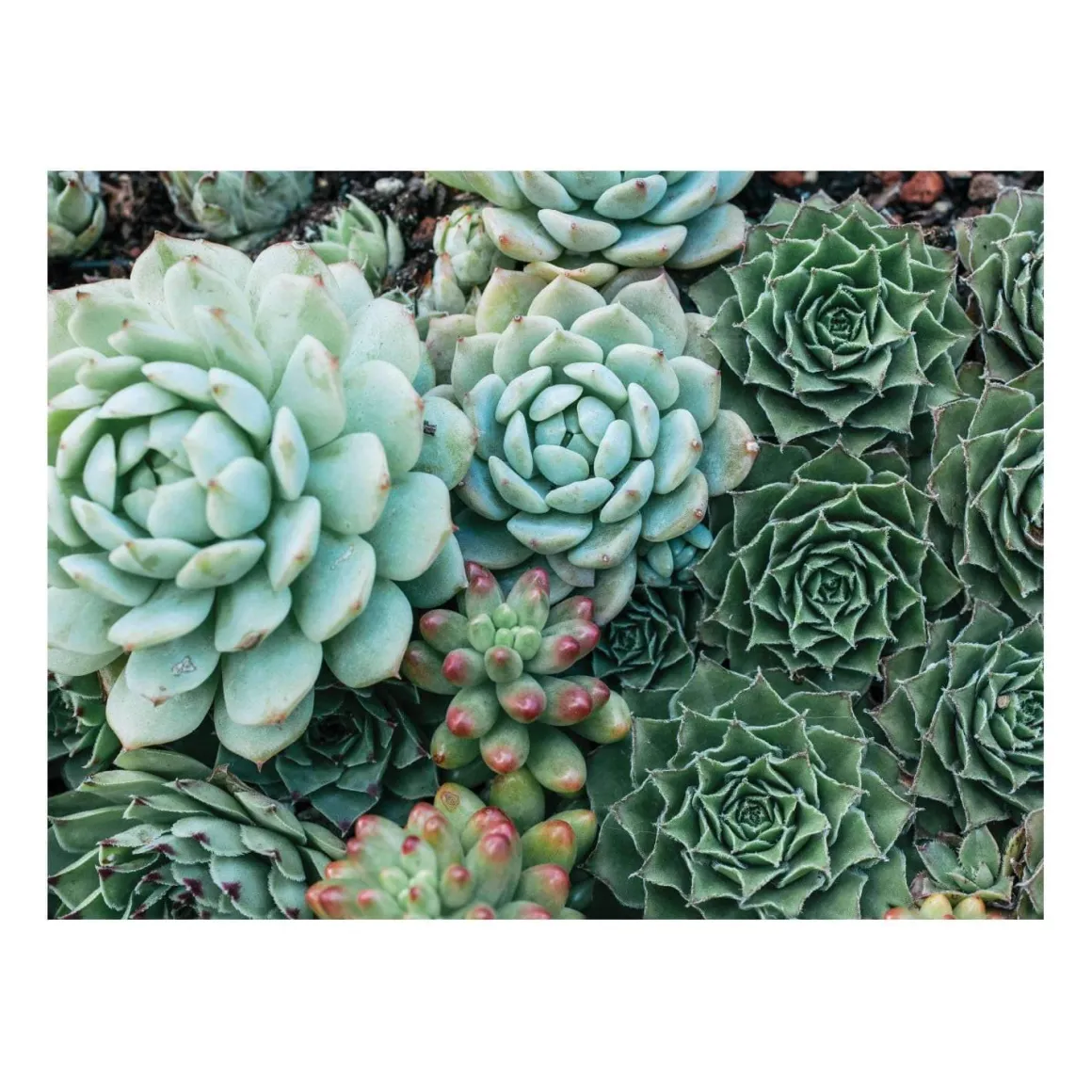 Succulent Garden Double-Sided 500 Piece Jigsaw Puzzle