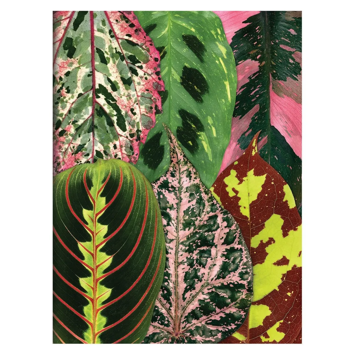 Troy Litten Houseplant Jungle Greeting Assortment Notecards