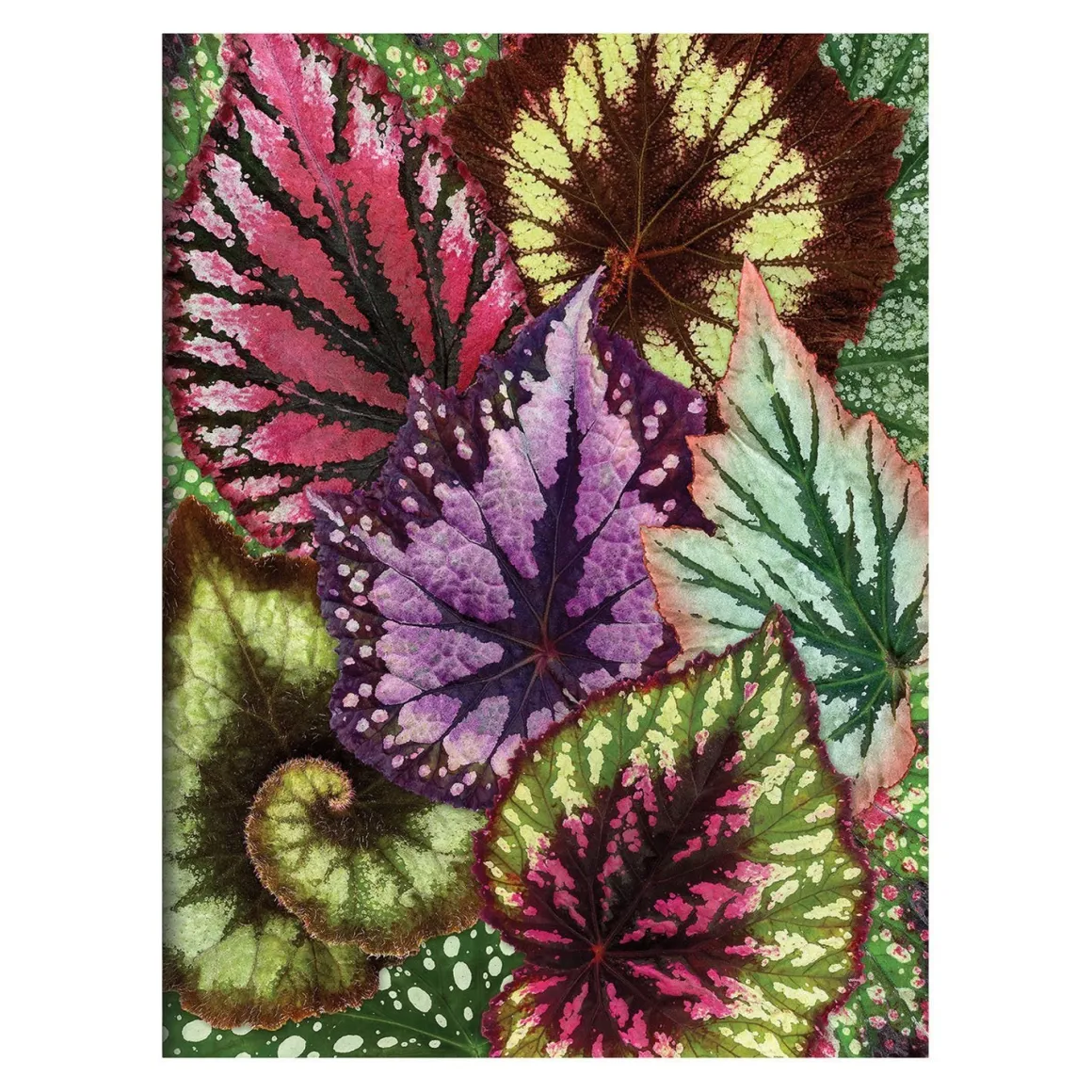 Troy Litten Houseplant Jungle Greeting Assortment Notecards