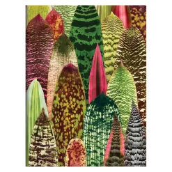 Troy Litten Houseplant Jungle Greeting Assortment Notecards