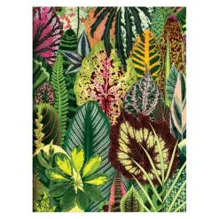 Troy Litten Houseplant Jungle Greeting Assortment Notecards