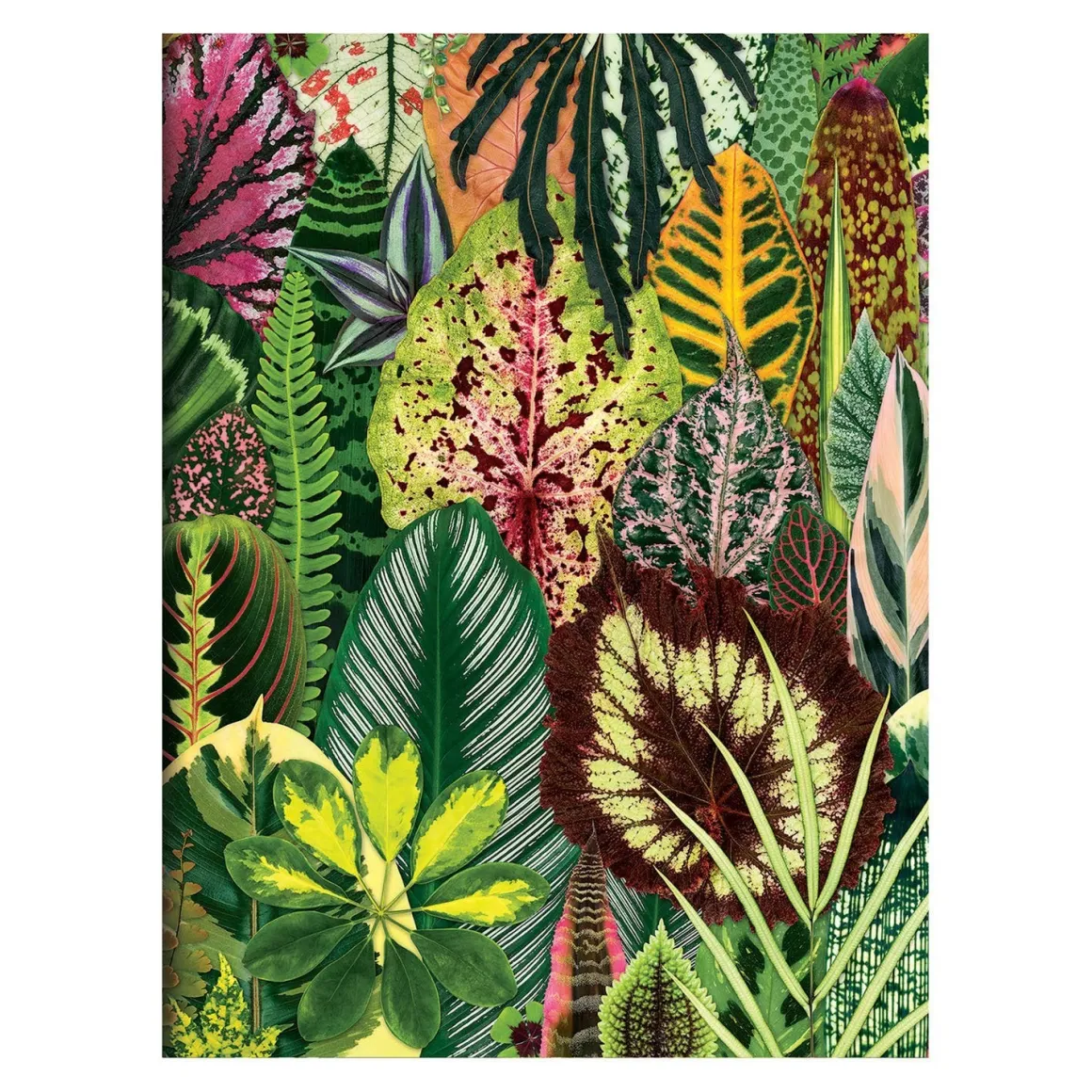 Troy Litten Houseplant Jungle Greeting Assortment Notecards