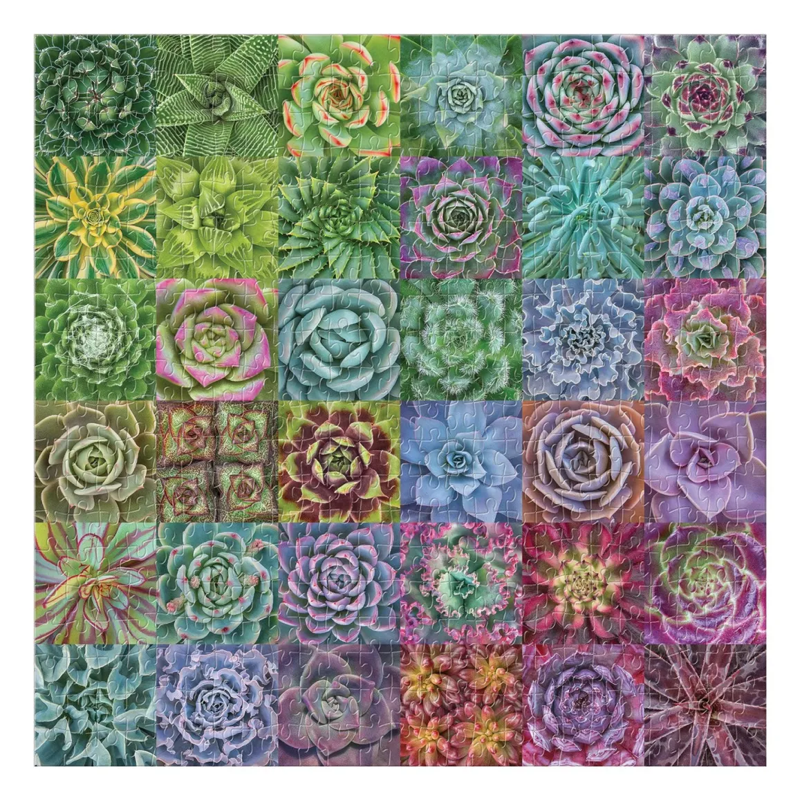 Troy Litten Succulent Spectrum 500 Piece Jigsaw Puzzle